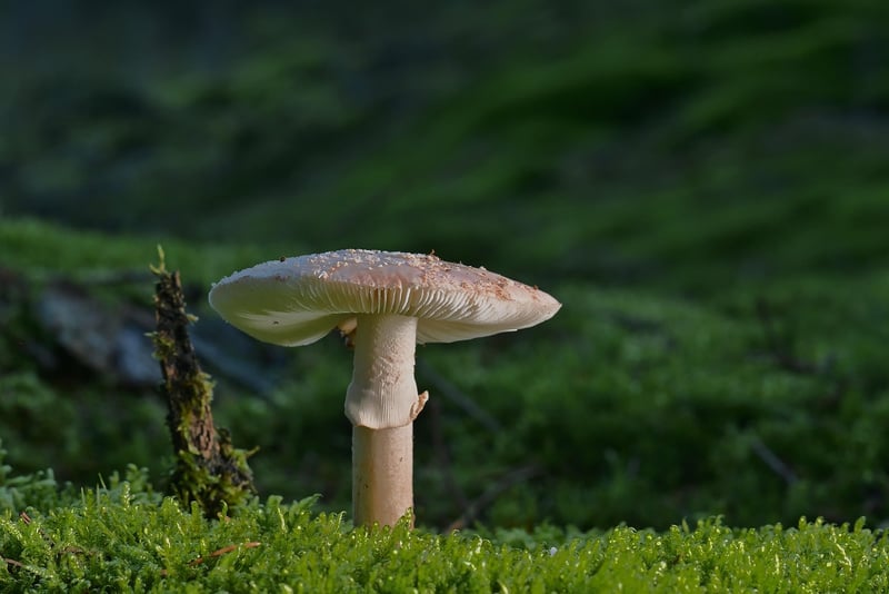 Woodland Chic Inspiration