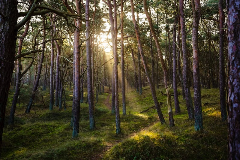 Forest Glades