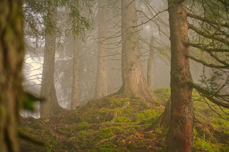 Fairy-Tale Woods